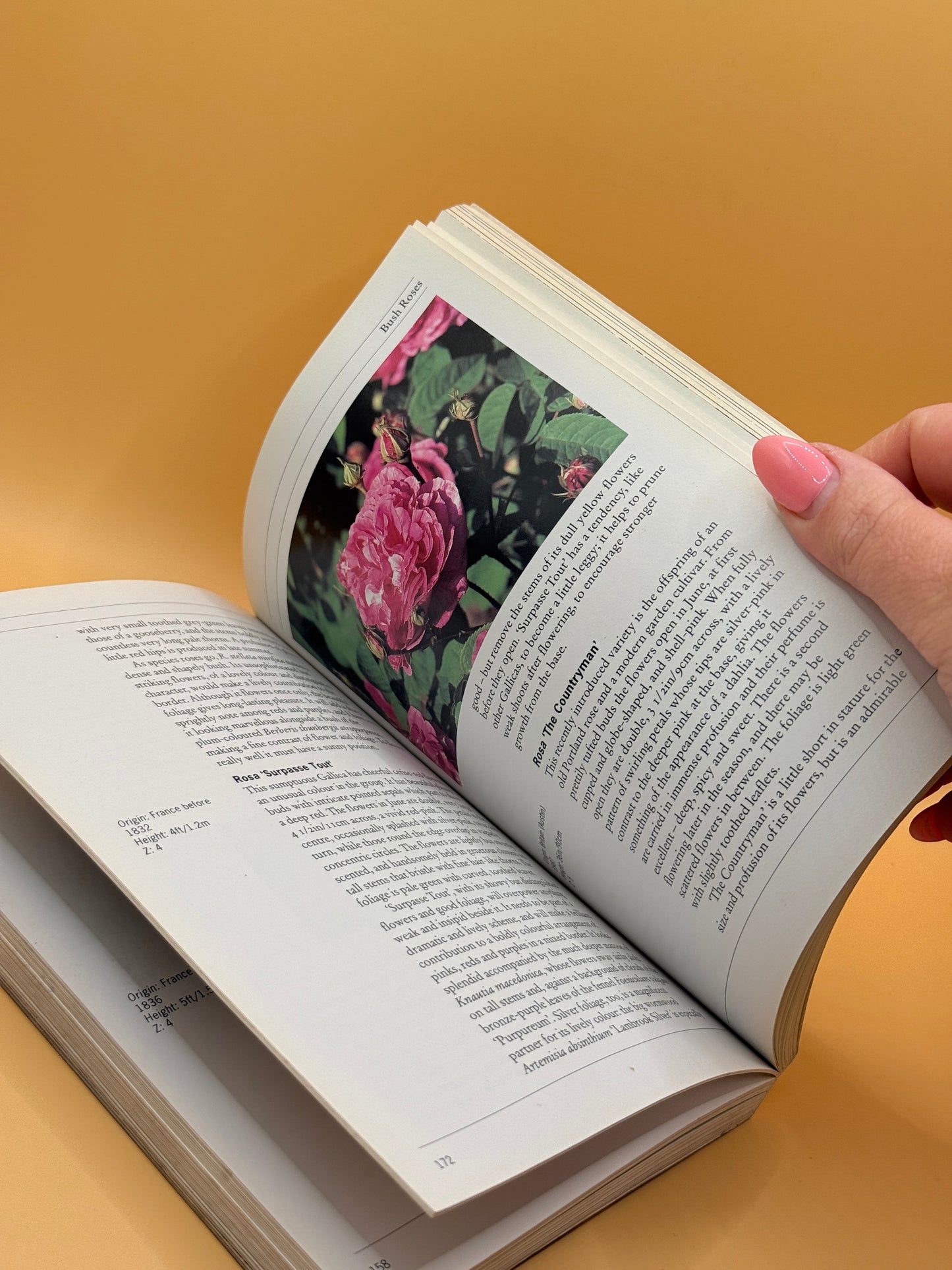 Gardening with Roses by Patrick Taylor
