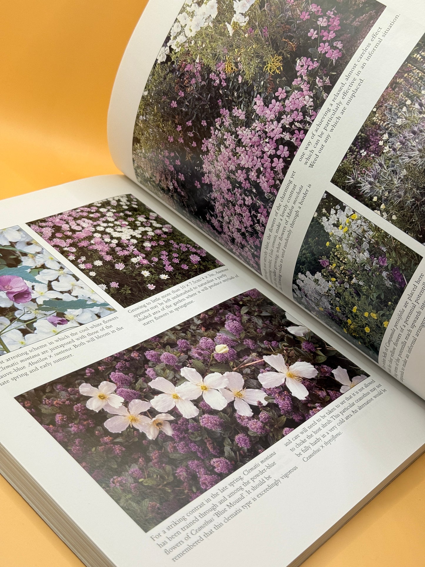 Gardening with Colour by Lance Hattatt