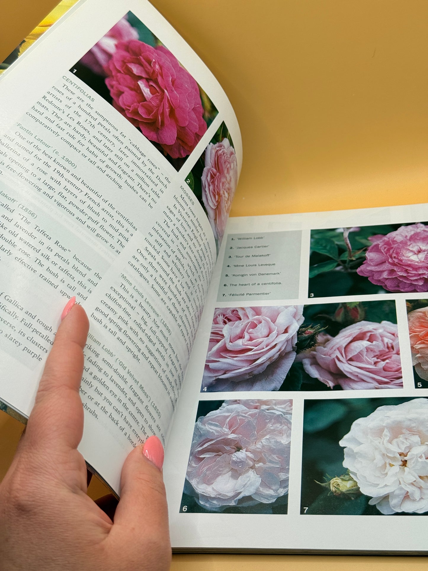 New Zealand Gardener Special Edition: Roses Roses Roses