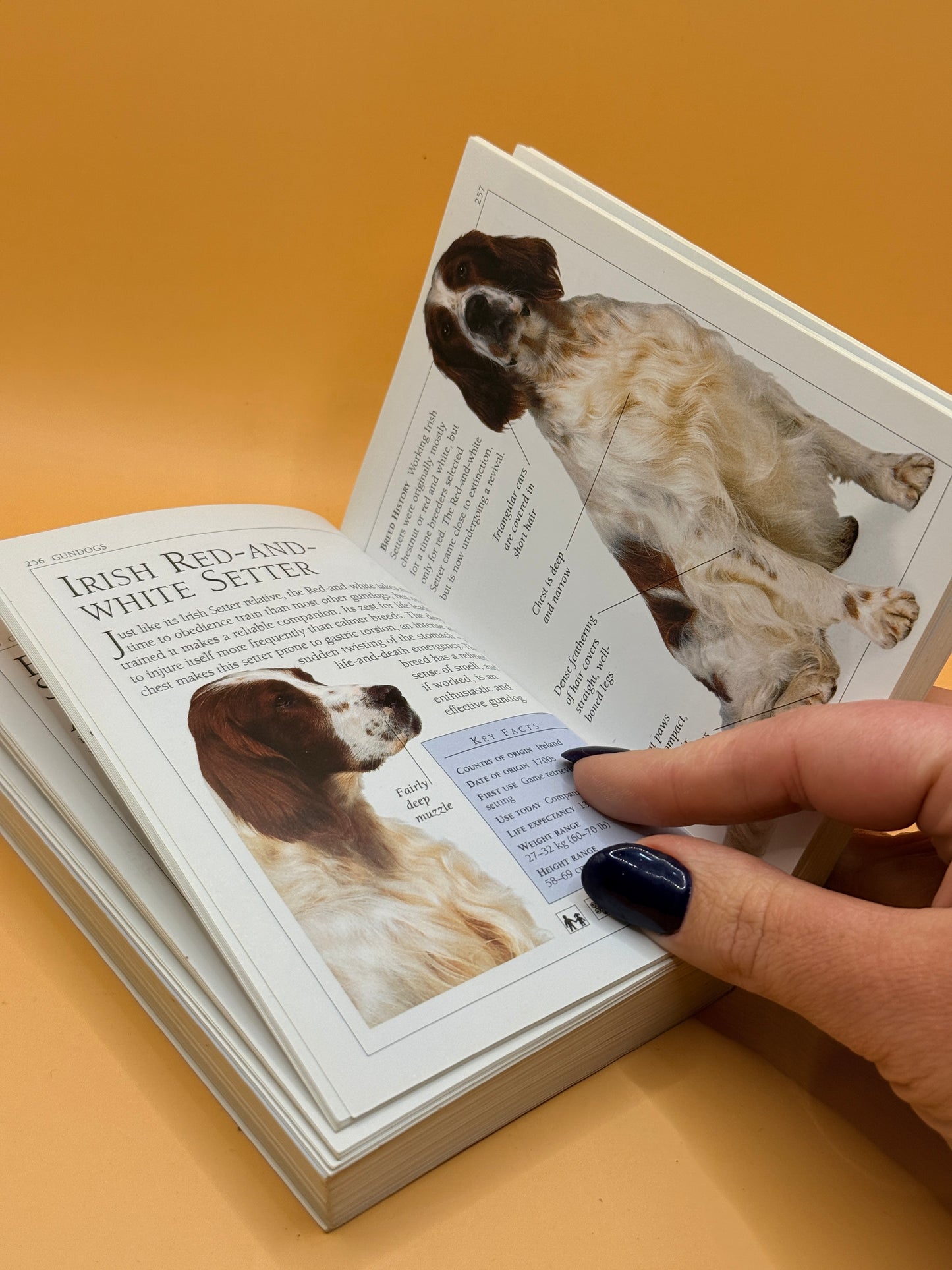 Dogs: Australia's Best-Loved Breeds by Dr Bruce Fogle