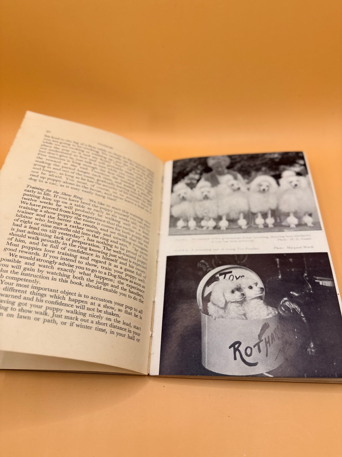 Vintage Foyles Handbook: Poodles by Margaret Rothery Sheldon and Barbara Lockwood (1957)