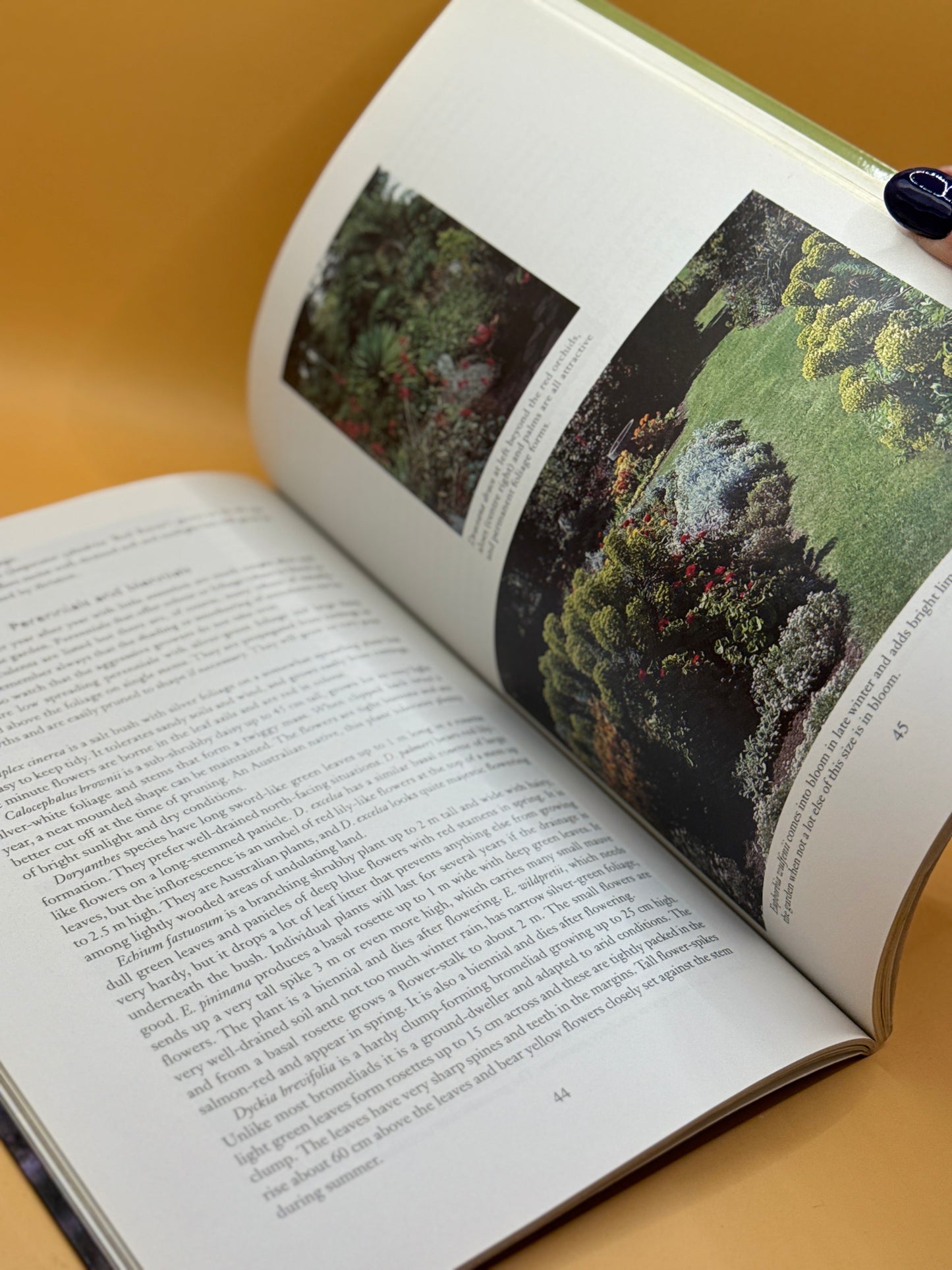 The Succulent Garden: A Practical Gardening Guide by Yvonne Cave