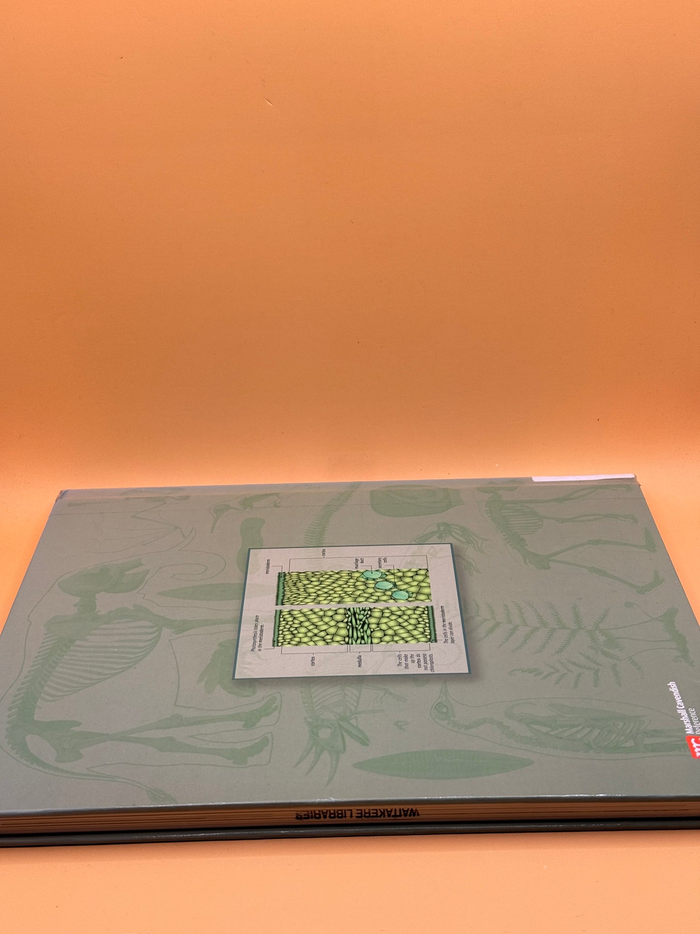 Animal and Plant Anatomy by Marshall Cavendish Corporation