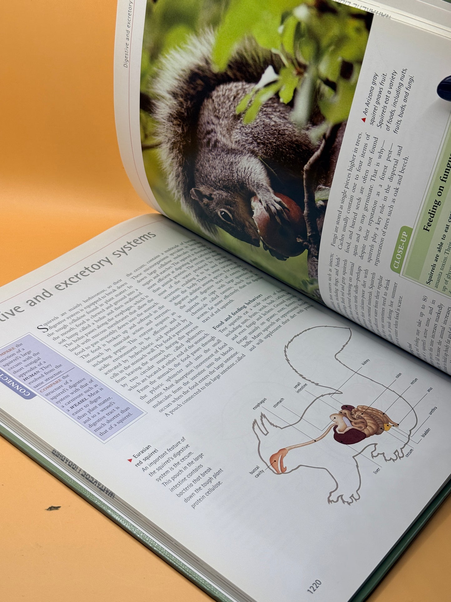 Animal and Plant Anatomy by Marshall Cavendish Corporation
