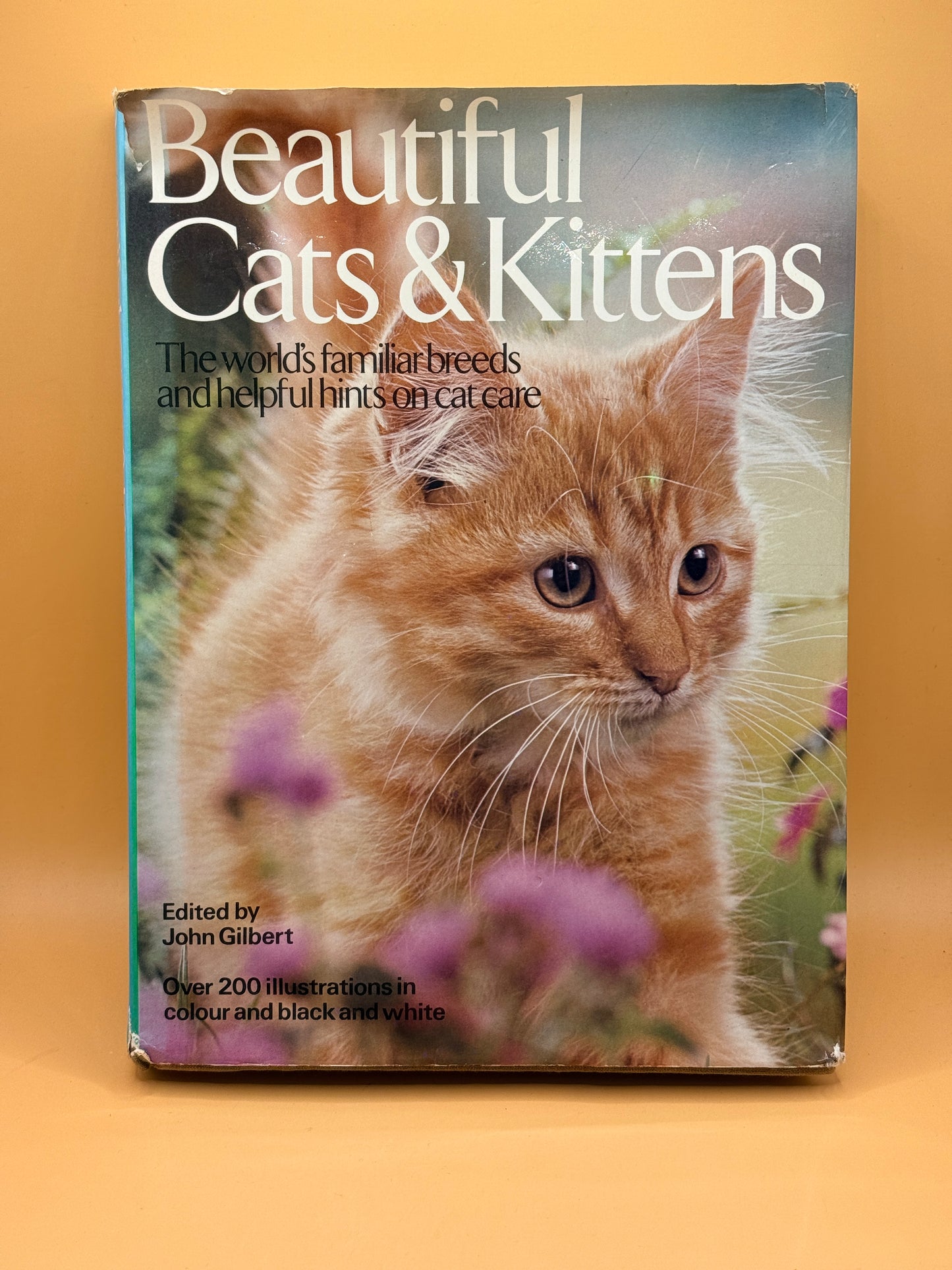 Beautiful Cats & Kittens by John Gilbert