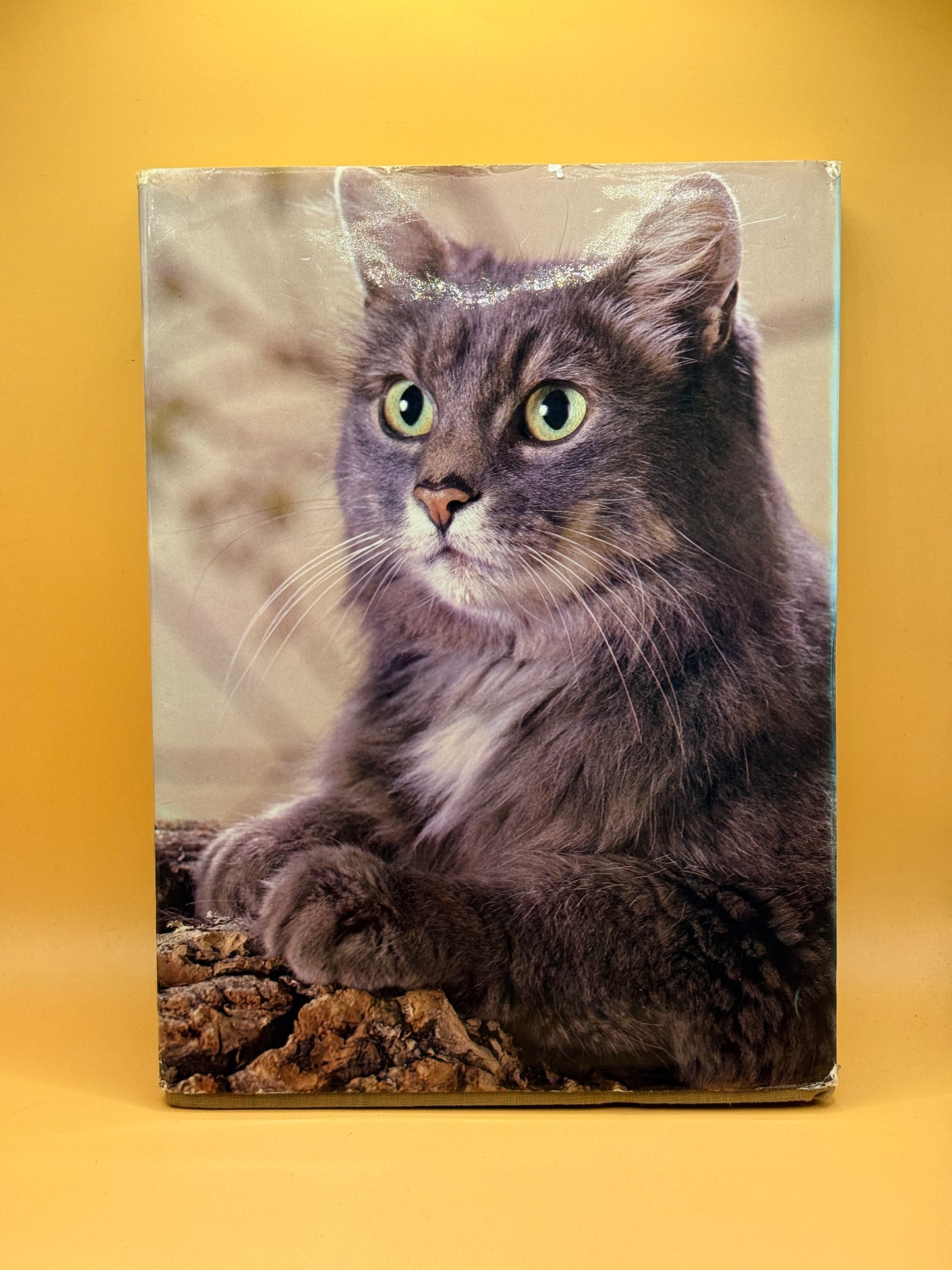 Beautiful Cats & Kittens by John Gilbert