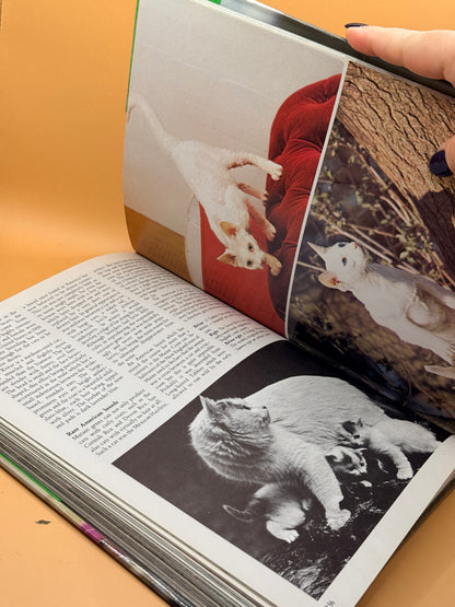 Beautiful Cats & Kittens by John Gilbert