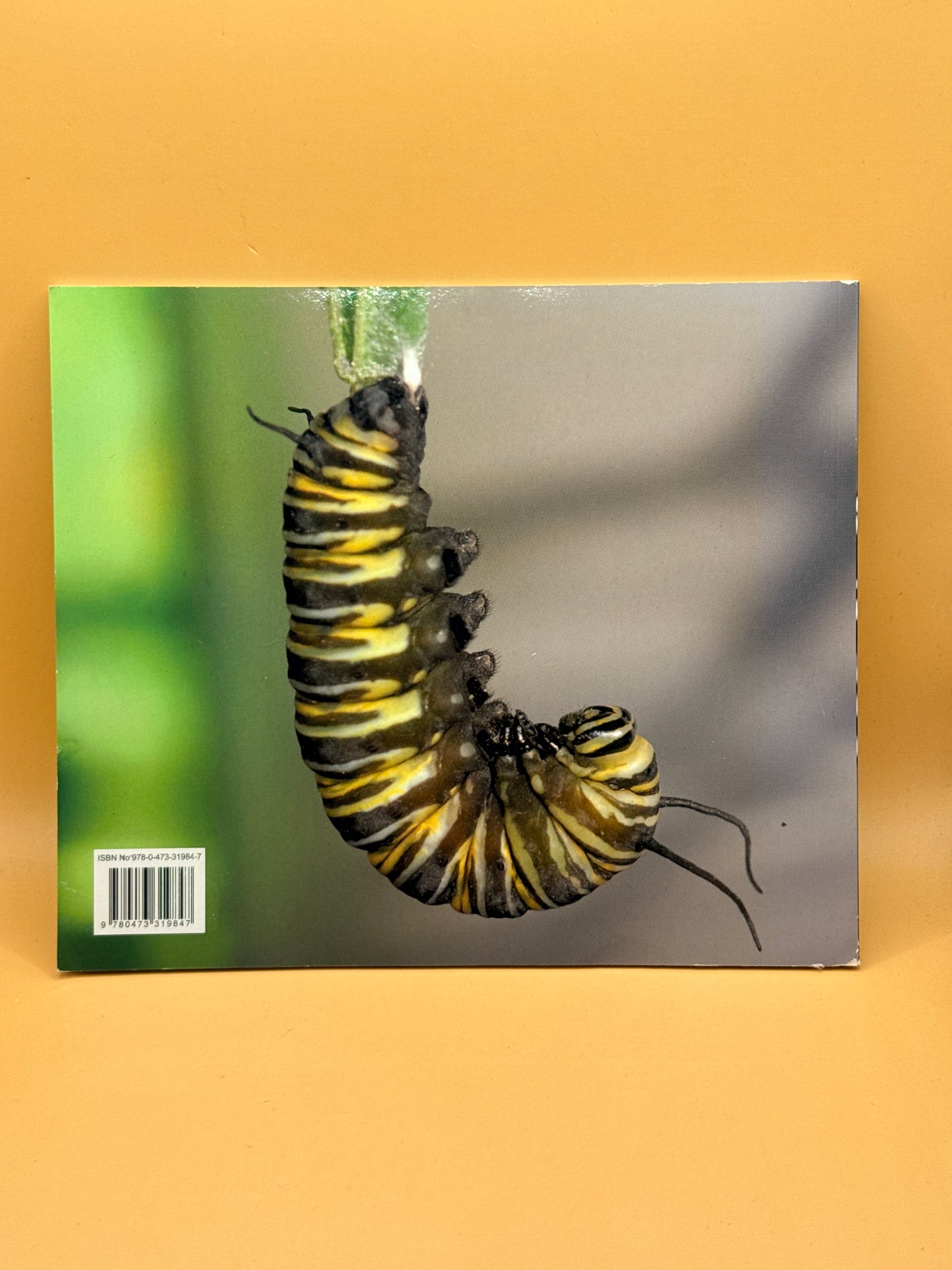 Muriel the Monarch by Paddy and Sue Dillon