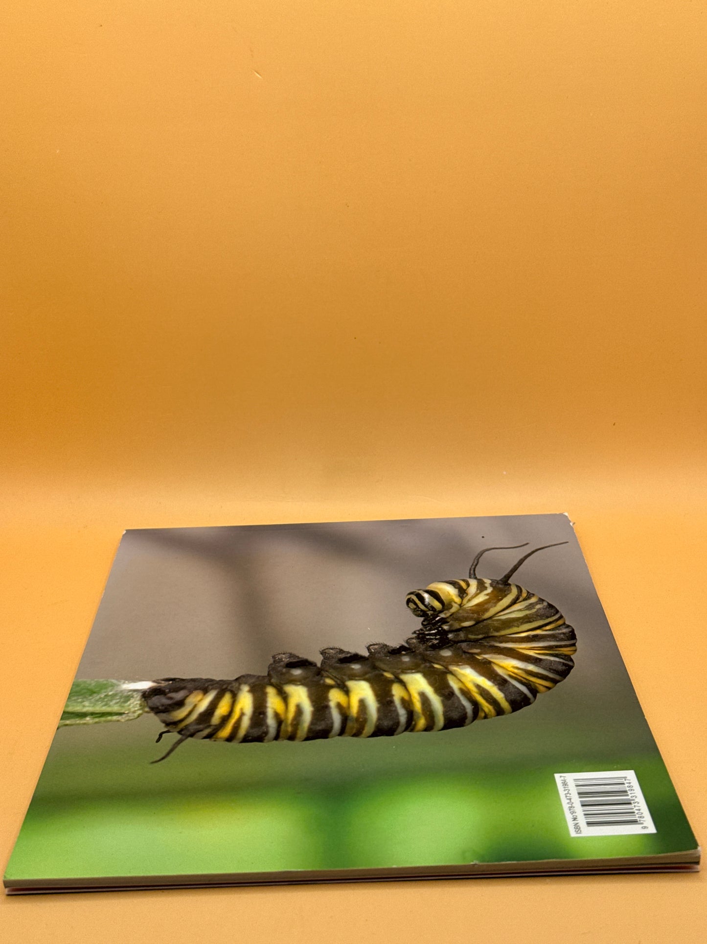 Muriel the Monarch by Paddy and Sue Dillon