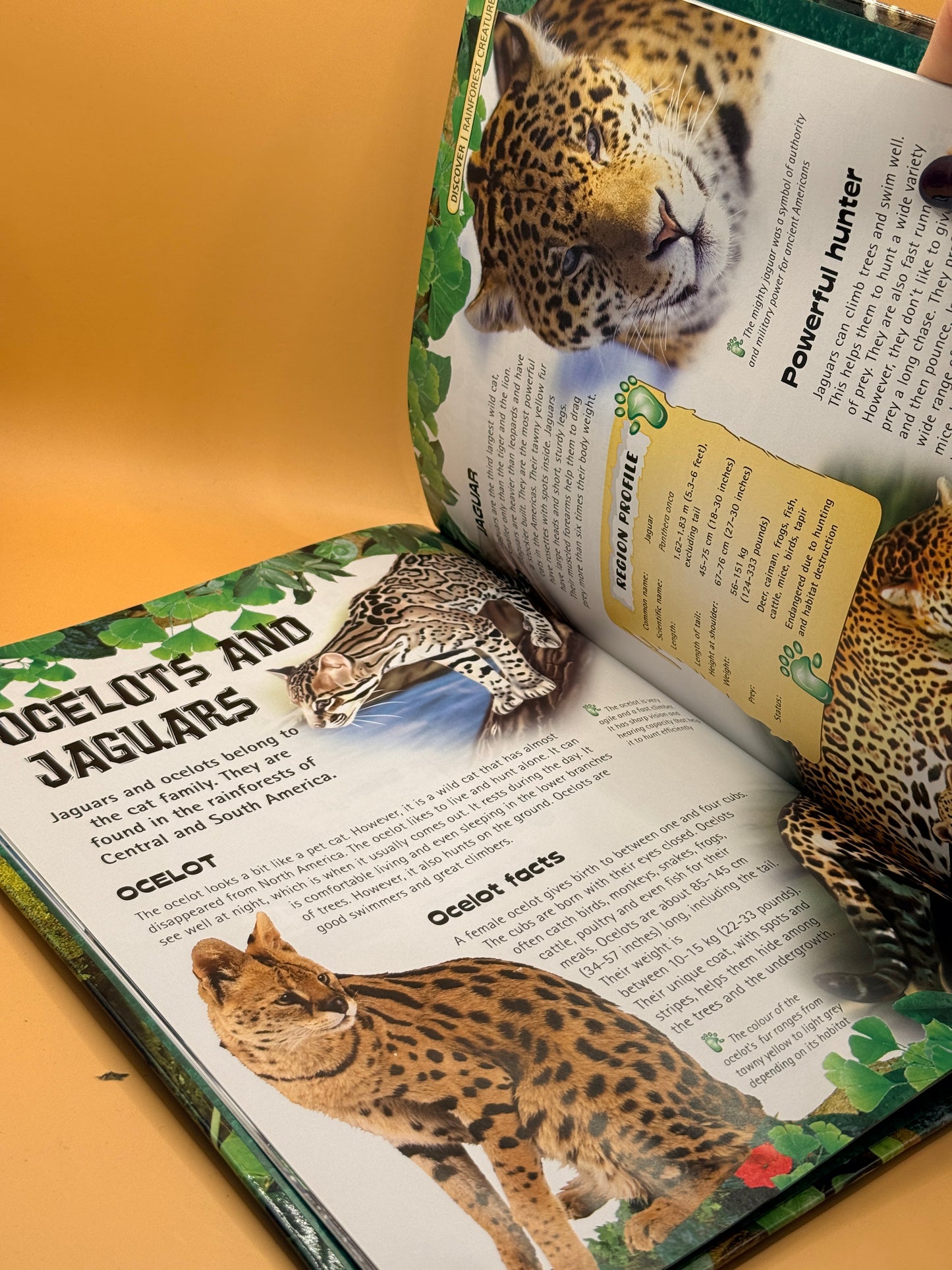 Rainforest Creatures by Robert Frederick