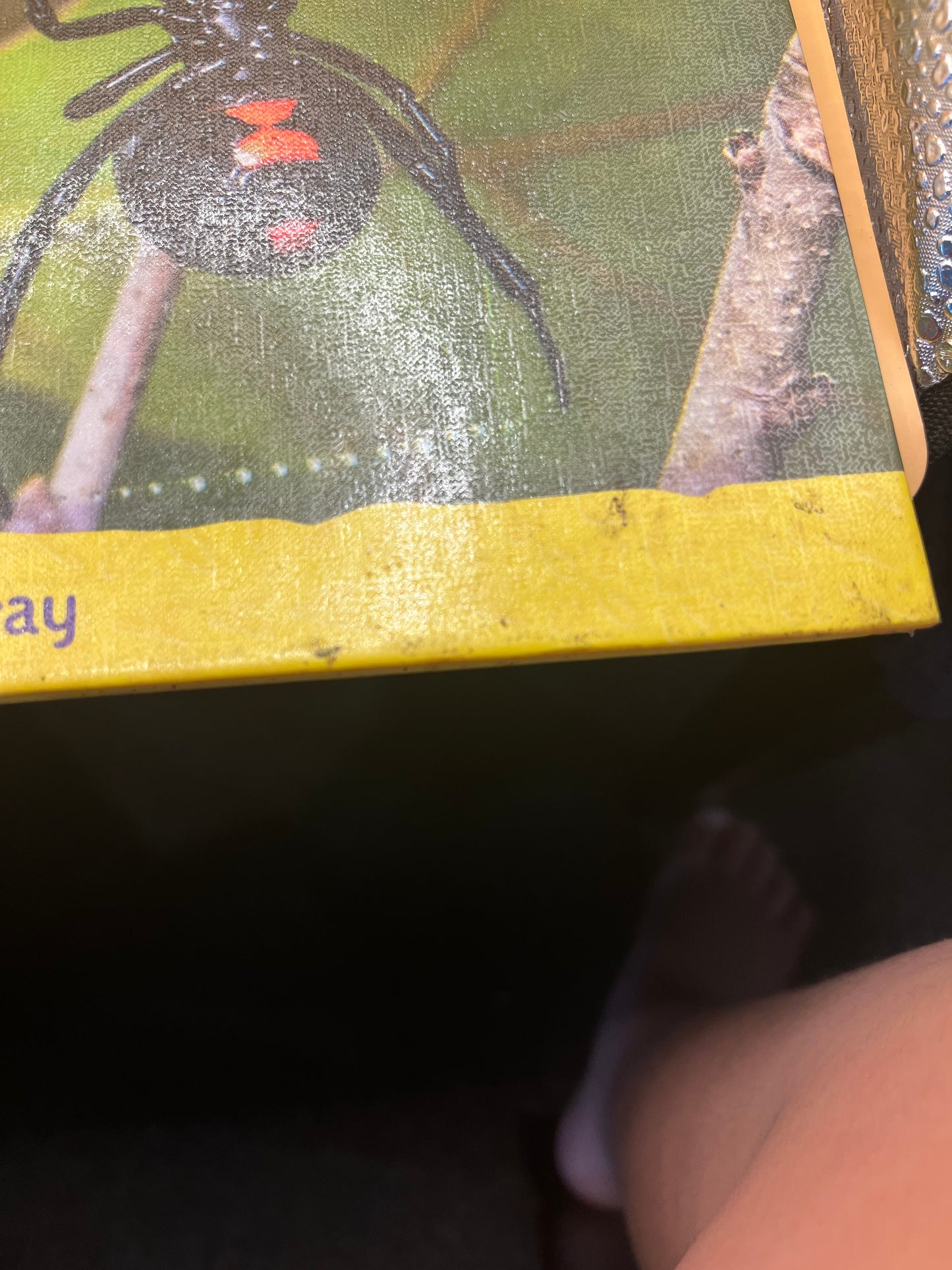 Black Widow Spiders from the "Animal Kingdom" series