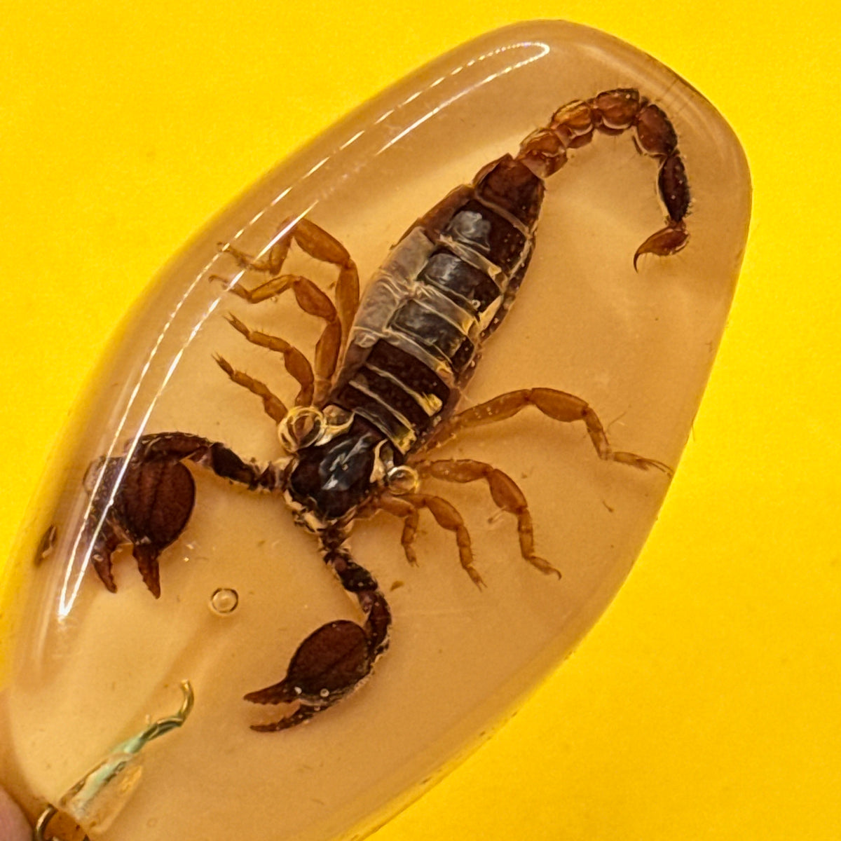 Scorpion Specimen Resin Keyring