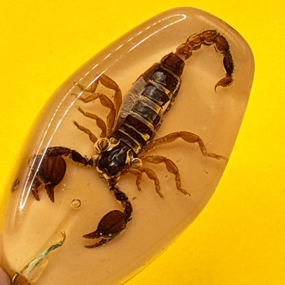 Scorpion Specimen Resin Keyring