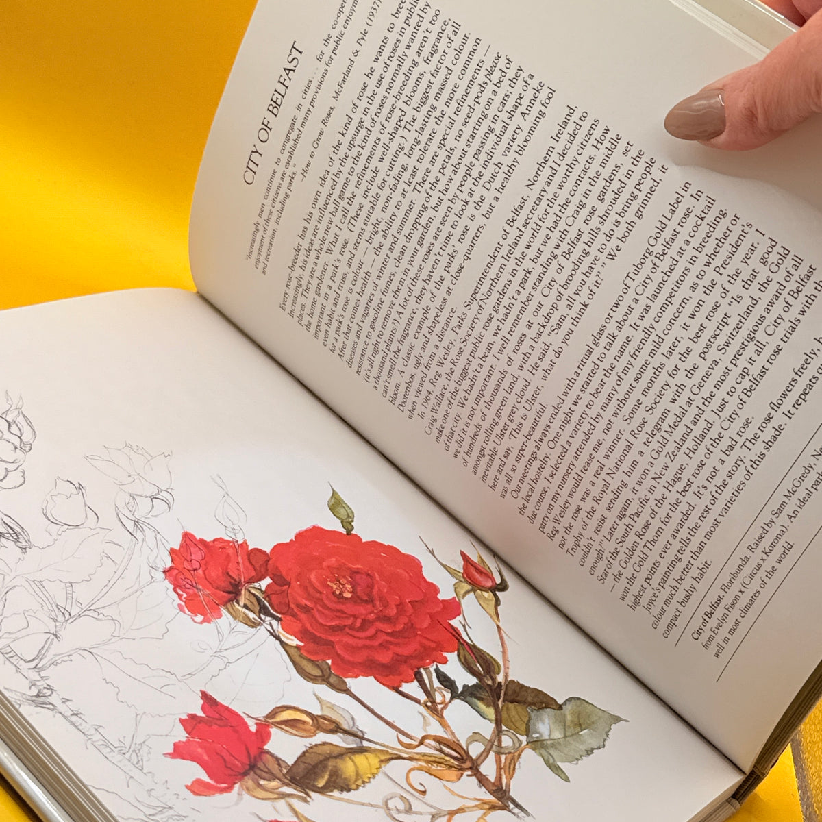 Look to the Rose by Sam McGredy and Joyce Blake (1981)