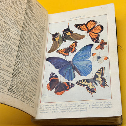 Vintage Standard English Dictionary