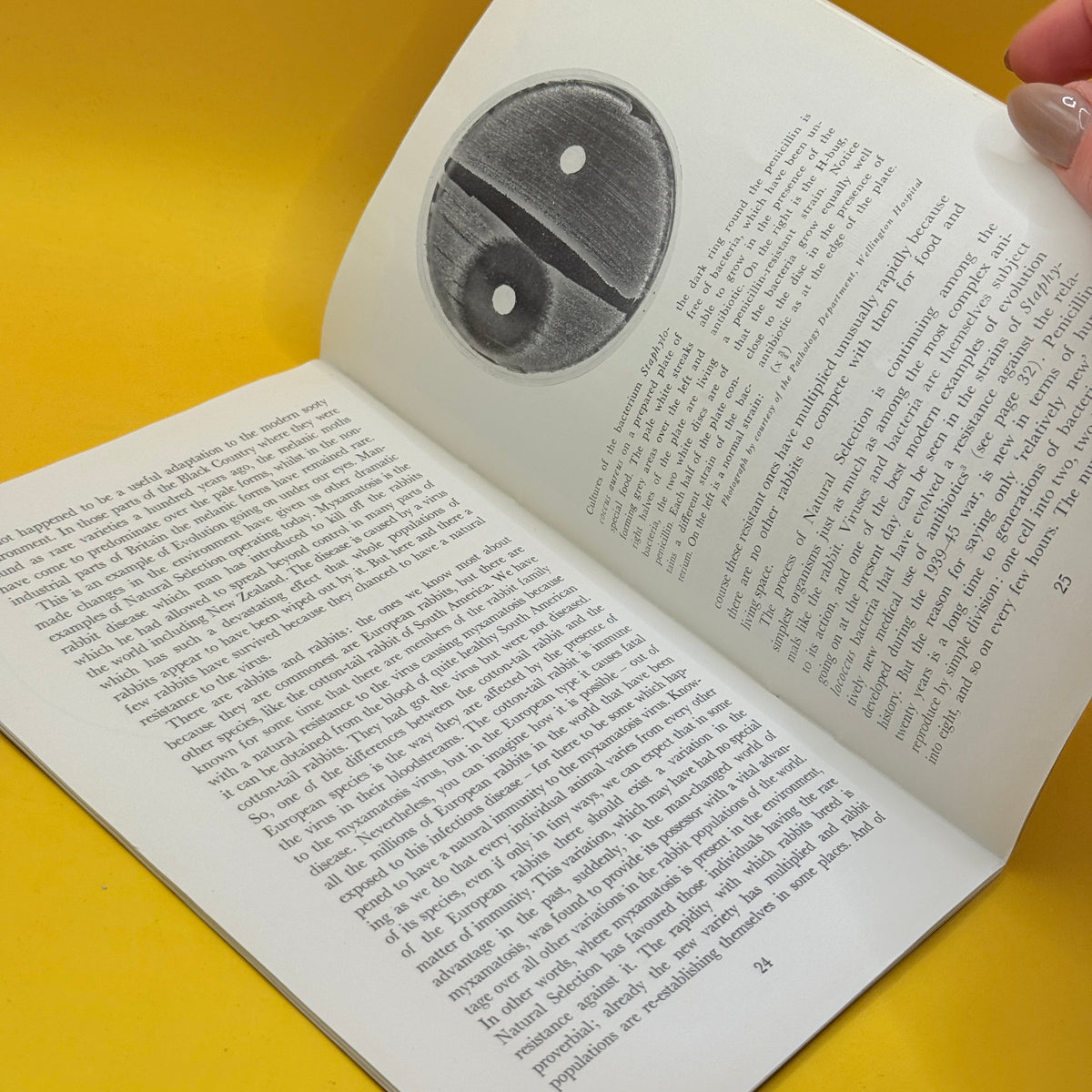 The Meaning of Animal Form Part Two: Change and Continuity by Andrew Packard (1959)