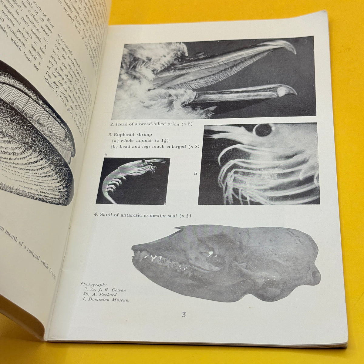 The Meaning of Animal Form Part Two: Change and Continuity by Andrew Packard (1959)