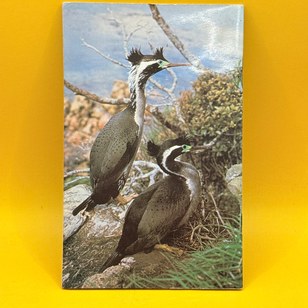 Native Birds of New Zealand by D. H. Brathwaite