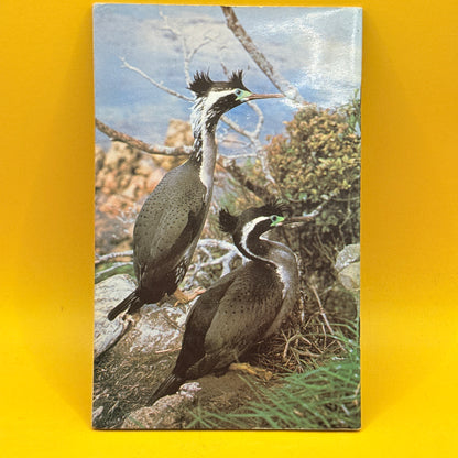 Native Birds of New Zealand by D. H. Brathwaite