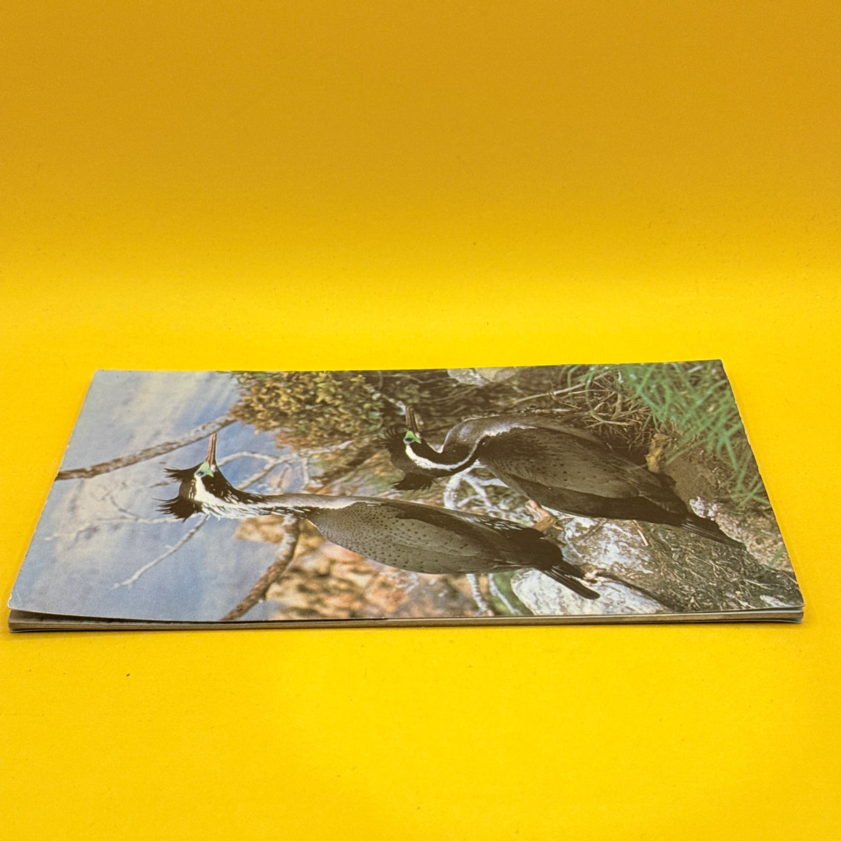 Native Birds of New Zealand by D. H. Brathwaite