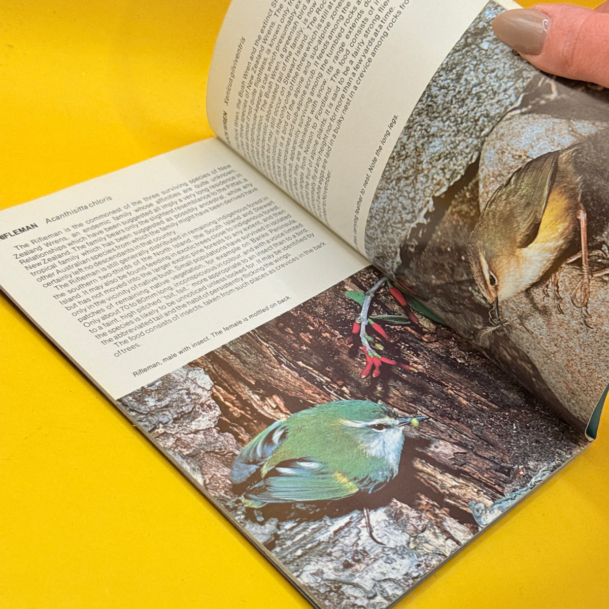 Native Birds of New Zealand by D. H. Brathwaite