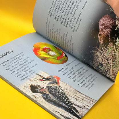 Discover Science: Animal Homes by Angela Wilkes