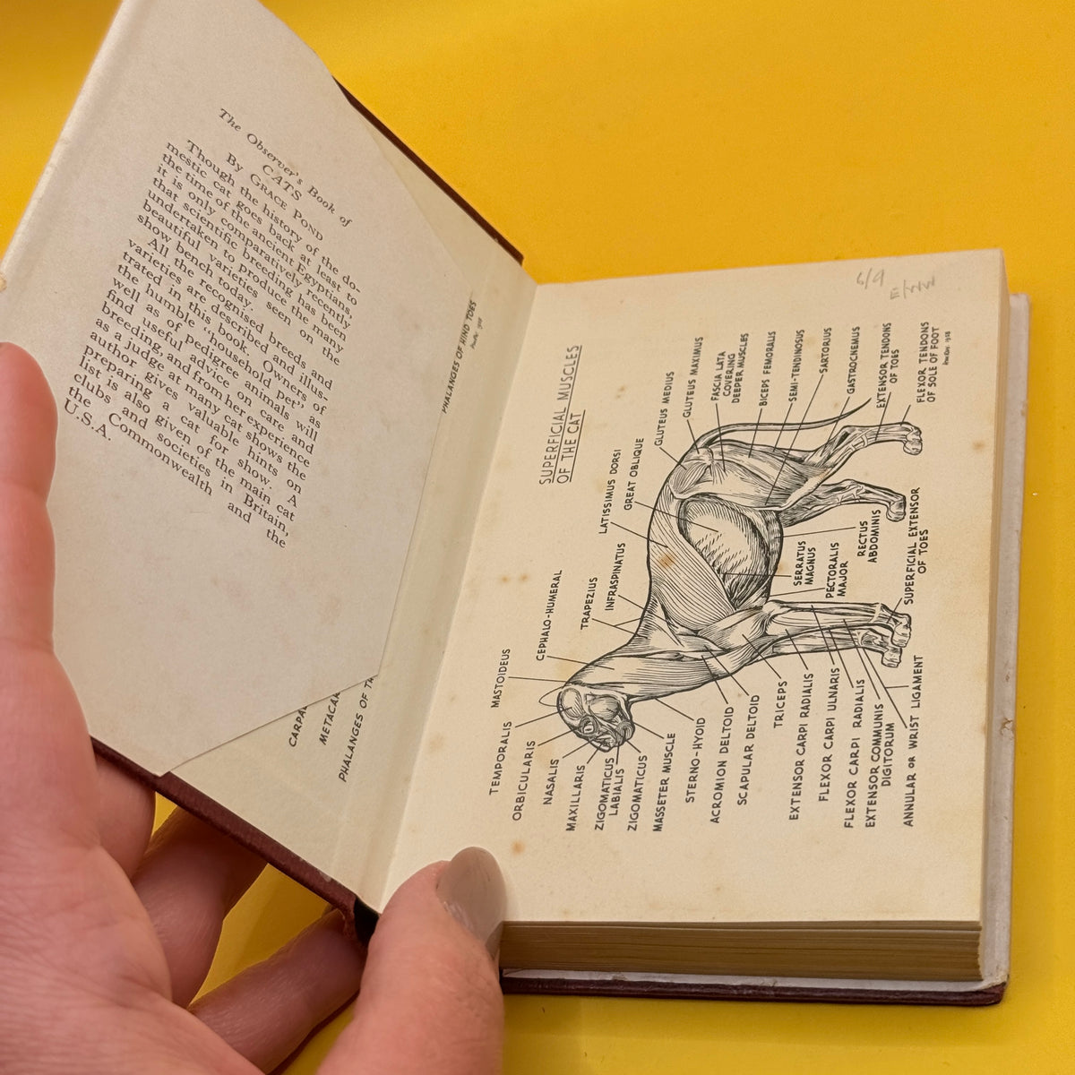 The Observer’s Book of Cats by Grace Pond (1959)