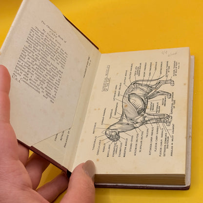 The Observer’s Book of Cats by Grace Pond (1959)