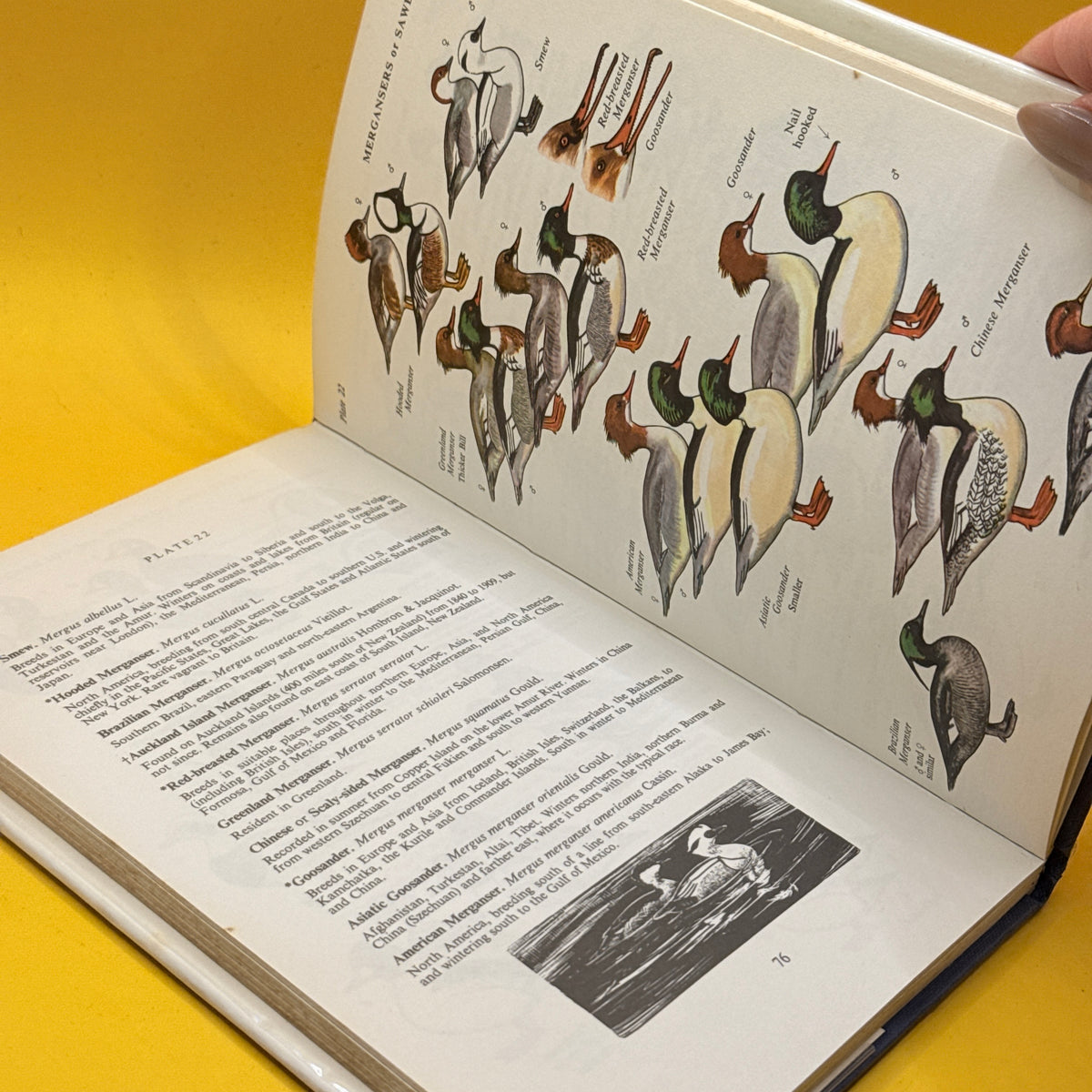 A Coloured Key to the Waterfowl of the World by Peter Scott (1968)