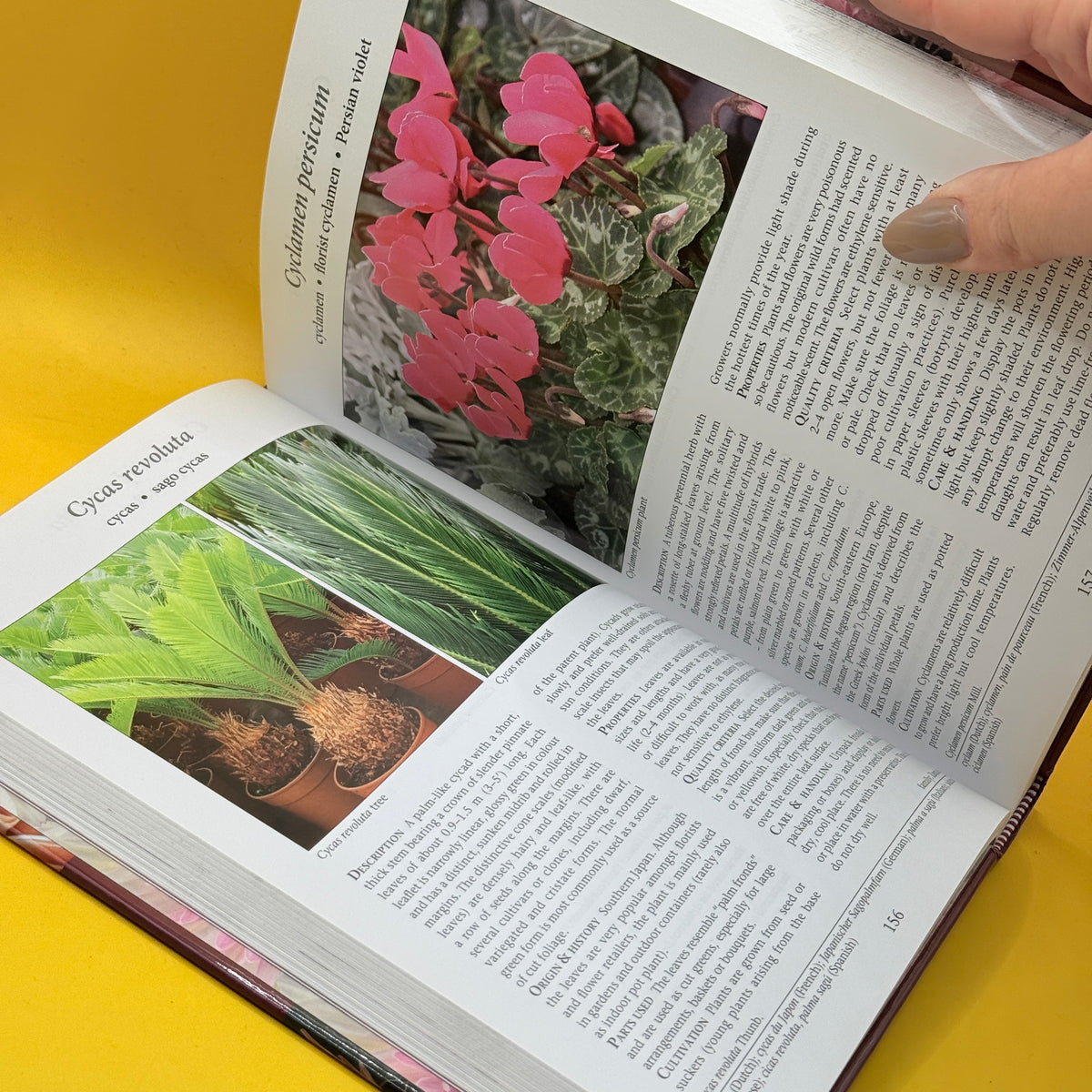 Cut Flowers of the World by Johannes Maree and Ben-Erik van Wyk