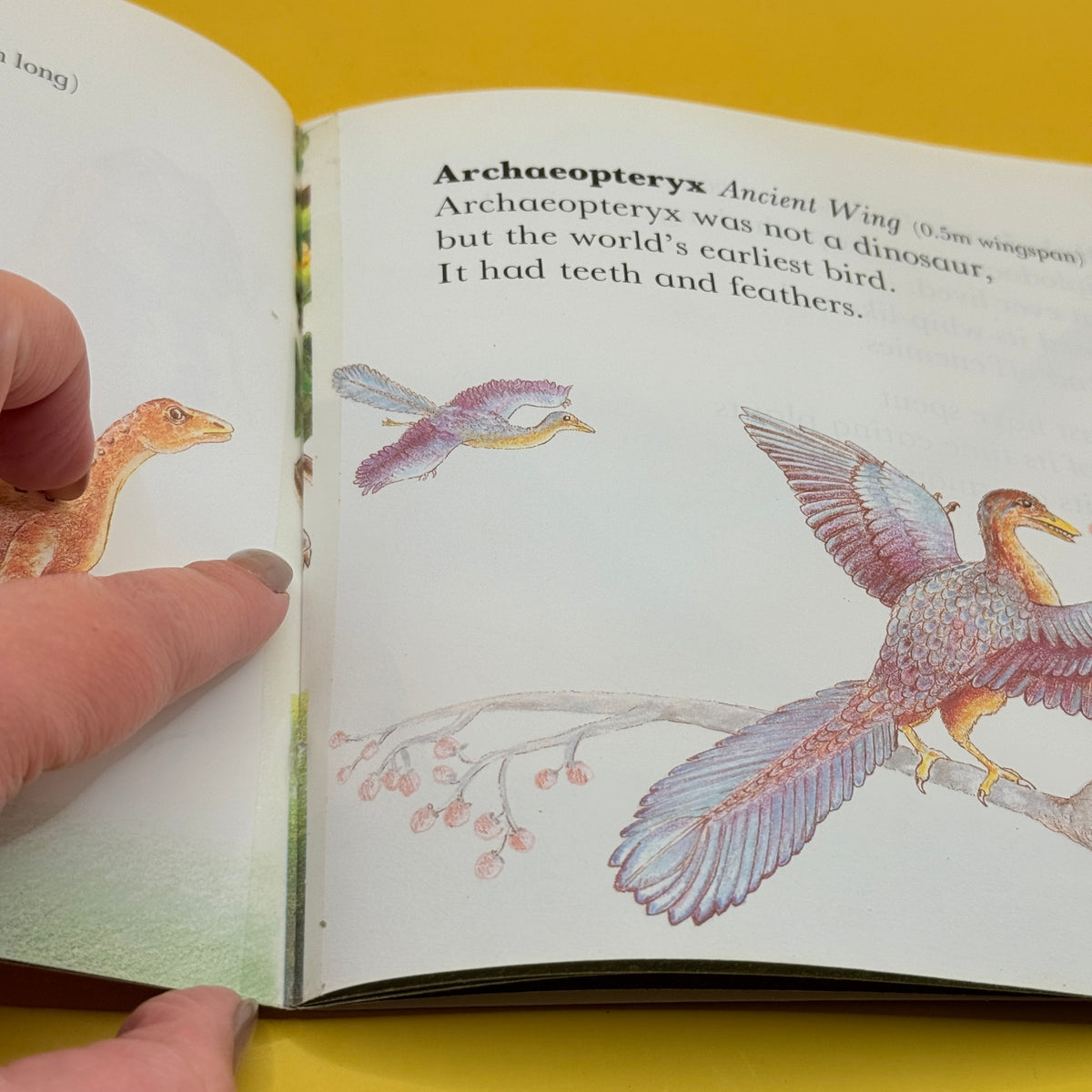 Dinosaur’s Book of Dinosaurs by Althea