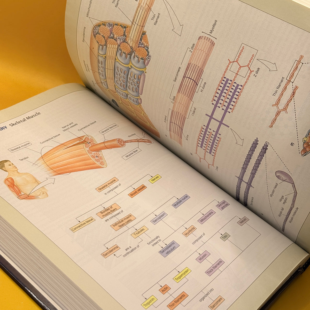 Human Physiology: An Integrated Approach by Dee Unglaub Silverthorn