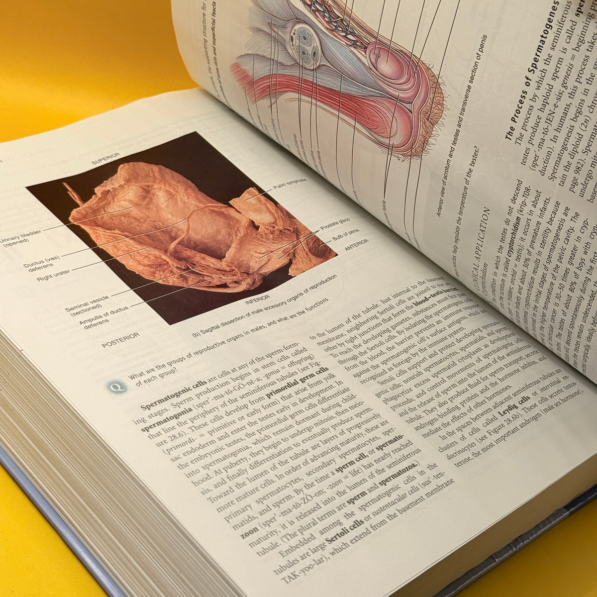 Principles of Anatomy and Physiology by Gerard J. Tortora and Sandra Reynolds Grabowski