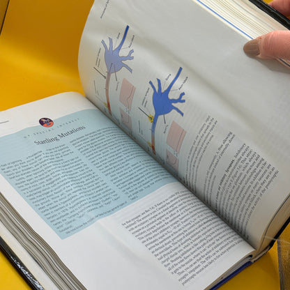 Neuroscience: Exploring the Brain by Mark F. Bear, Barry W. Connors and Michael A. Paradiso