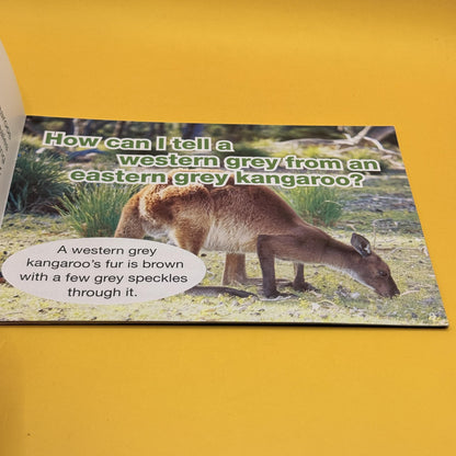Kangaroos (Steve Parish Kids: First Facts) by Kylie Currey