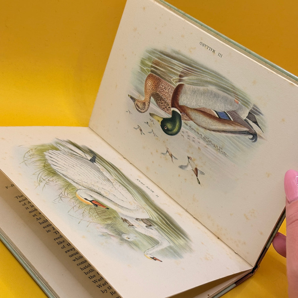 British Birds on Lake, River and Stream by Phyllis Barclay-Smith 1939