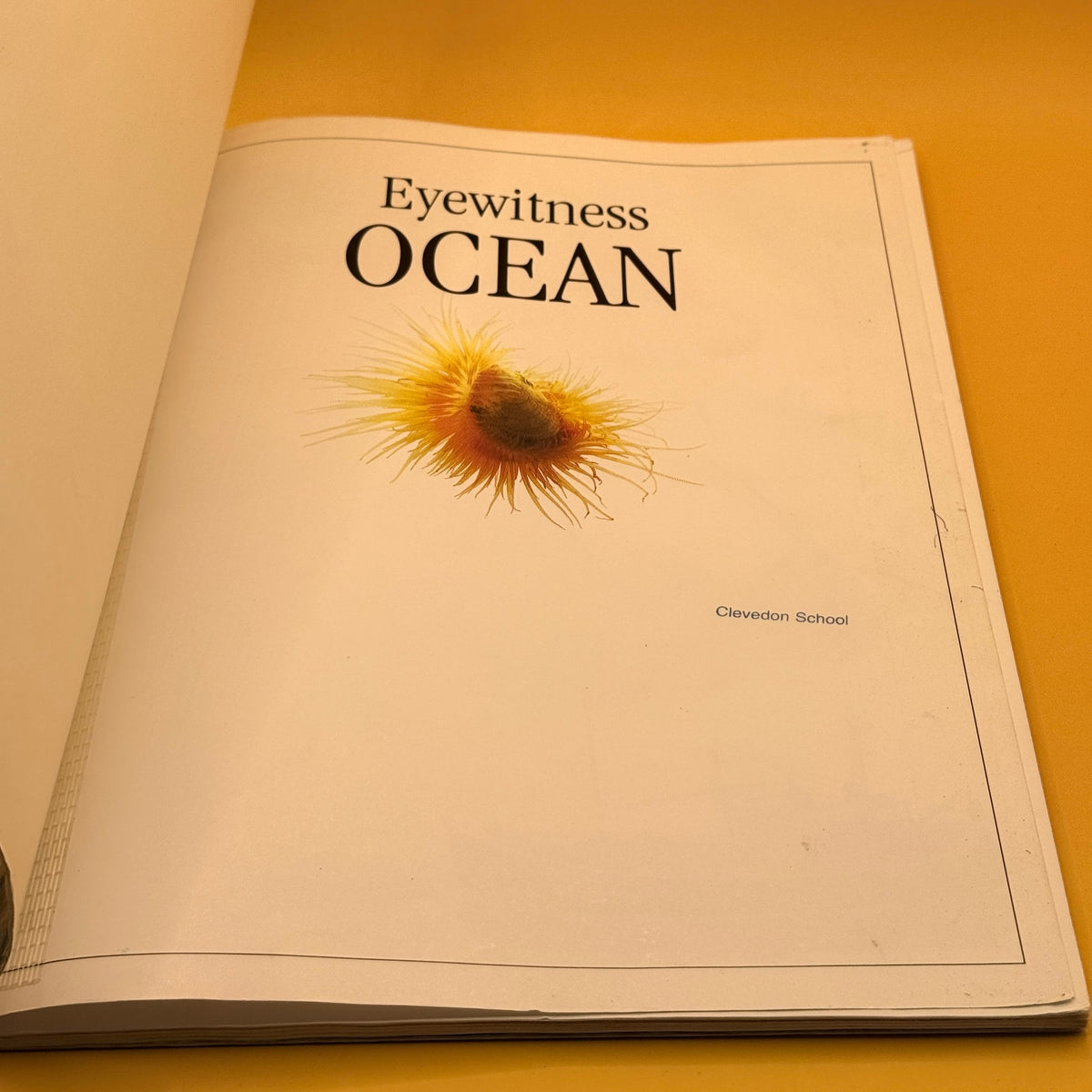 Eyewitness: Ocean by Miranda MacQuitty