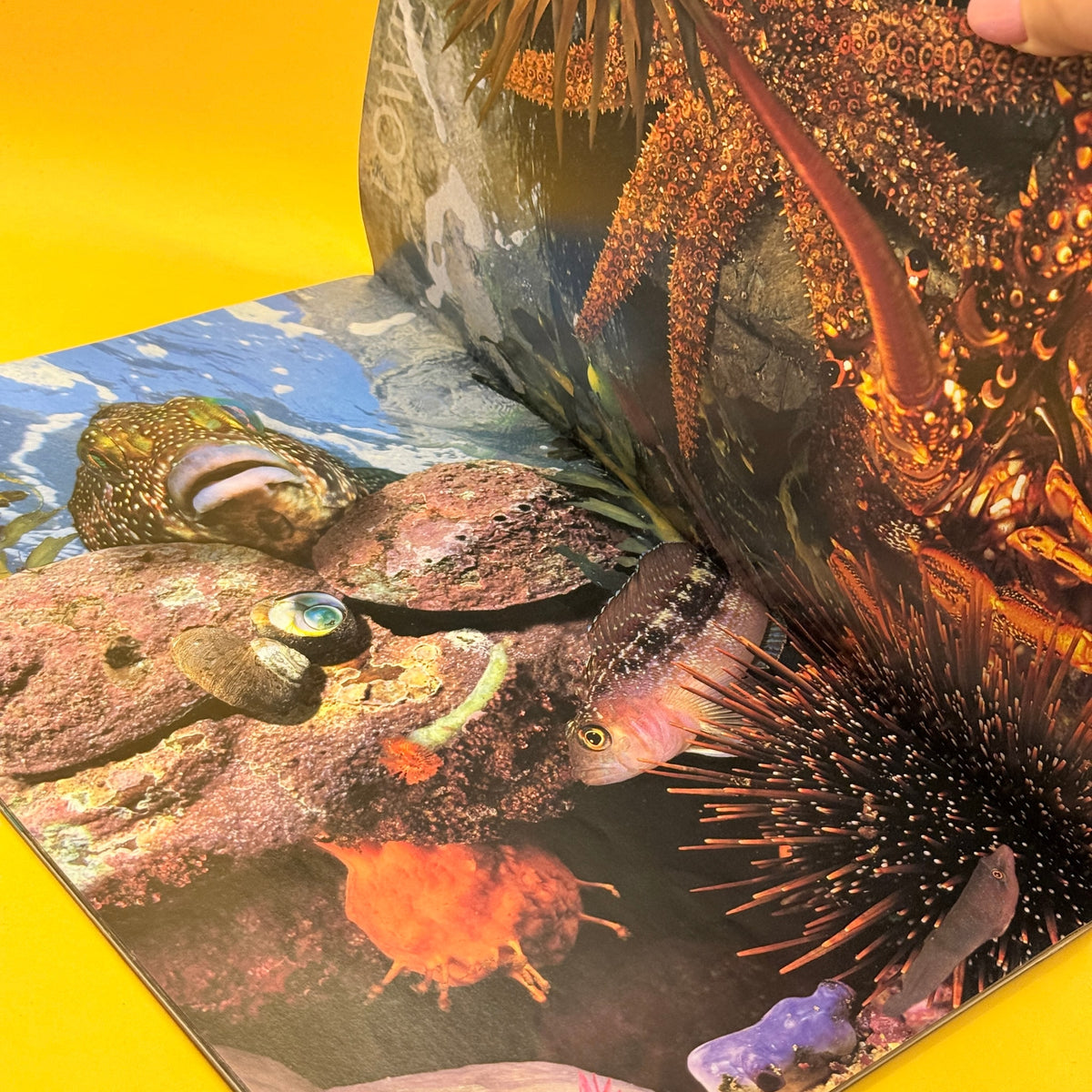 Real-Size Guide to the New Zealand Rocky Shore by Gillian and Darryl Torckler