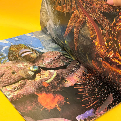 Real-Size Guide to the New Zealand Rocky Shore by Gillian and Darryl Torckler