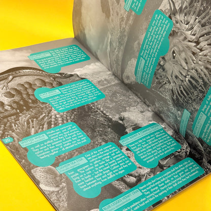 Real-Size Guide to the New Zealand Rocky Shore by Gillian and Darryl Torckler