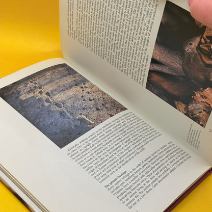 The Making of Mankind by Richard E. Leakey (1981)