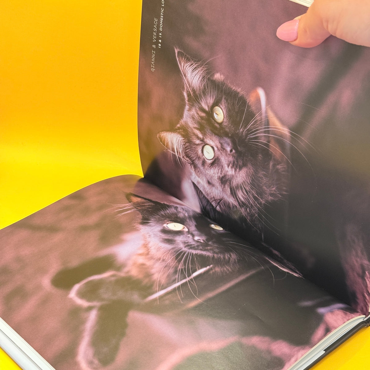 101 Cataclysms: For the Love of Cats by Rachael Hale