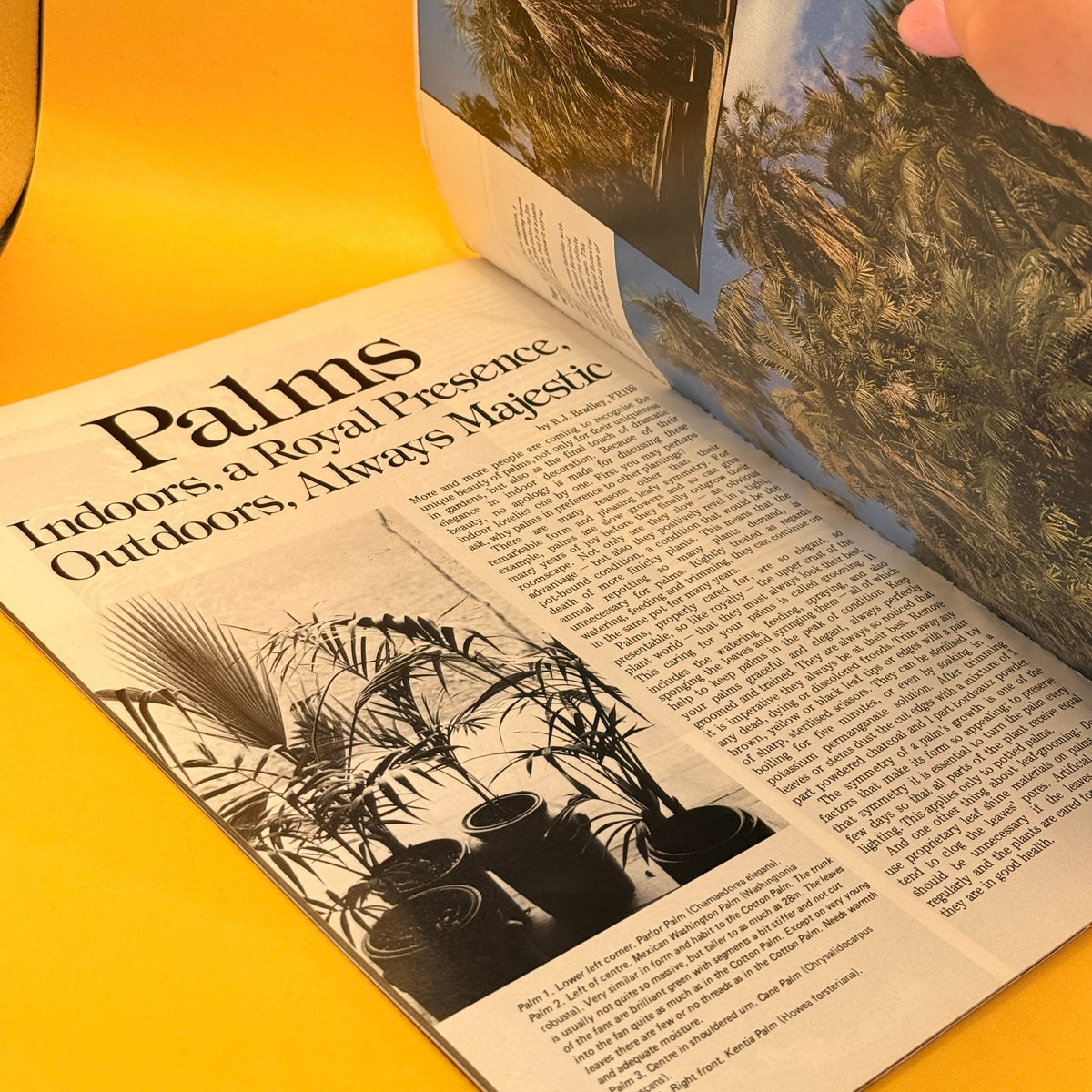 The ABC of Ferns & Palms by Beryl Guertner