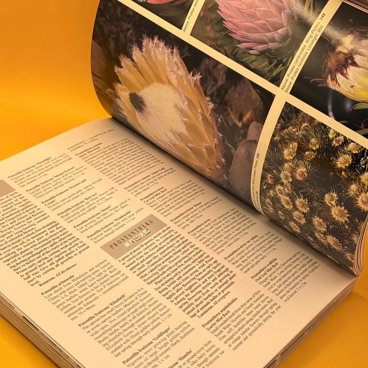 Palmers Manual of Trees, Shrubs and Climbers by Stanley J. Palmer