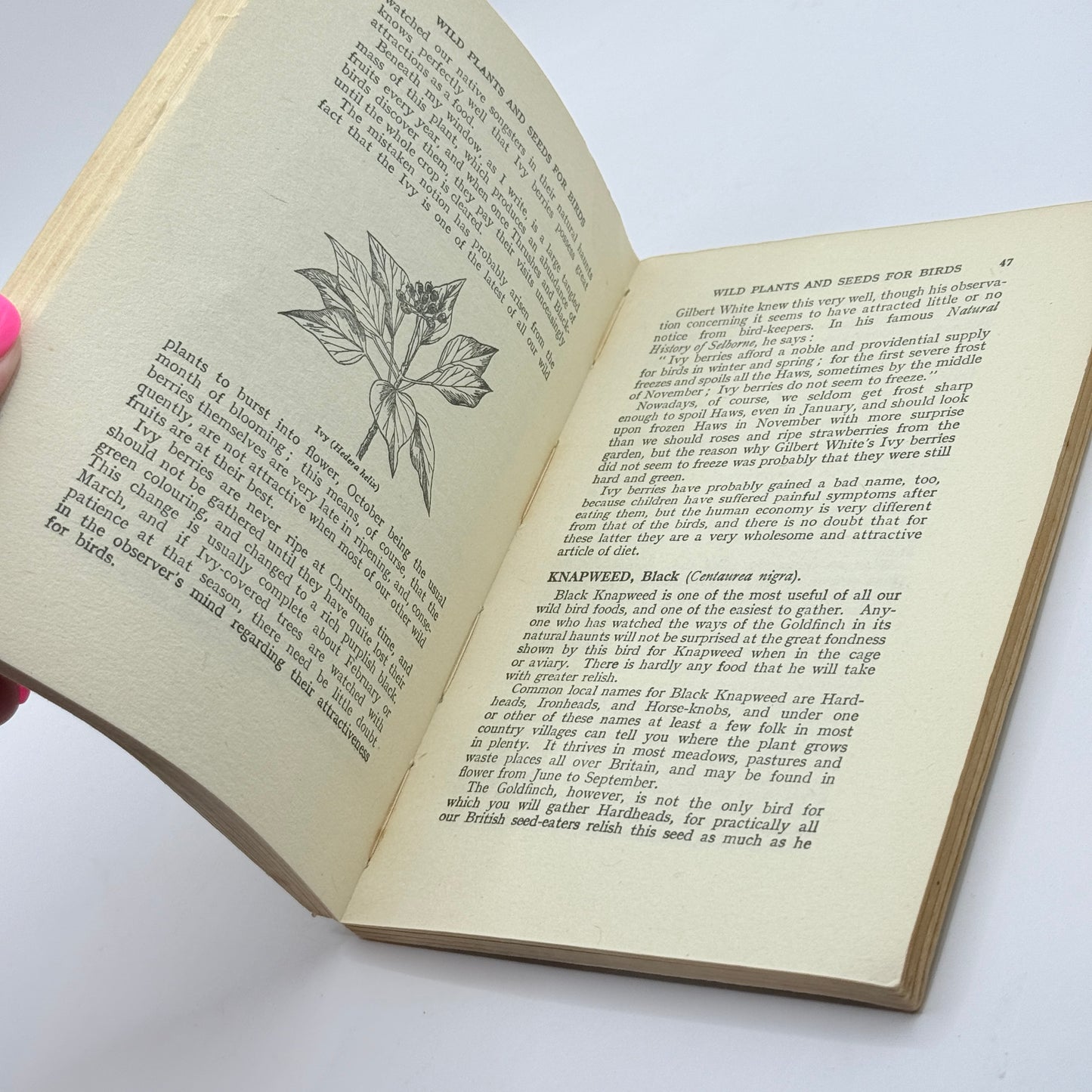 Wild Plants and Seeds for Birds by Richard Morse