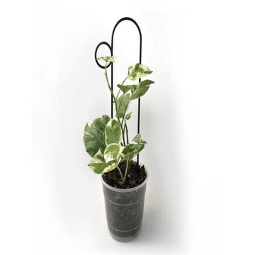 Botanopia bump indoor plant stake - black - plant supports home & living - miscellaneous - outdoor & garden - outdoor