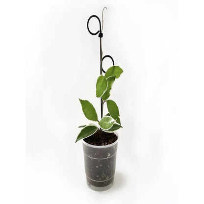 Botanopia perch indoor plant stake - black - plant supports home & living - miscellaneous - outdoor & garden - outdoor