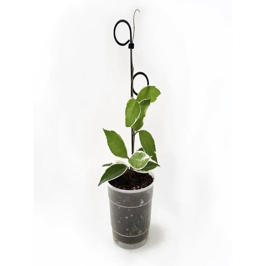 Botanopia perch indoor plant stake - black - plant supports home & living - miscellaneous - outdoor & garden - outdoor